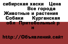 l: сибирская хаски › Цена ­ 10 000 - Все города Животные и растения » Собаки   . Курганская обл.,Притобольный р-н